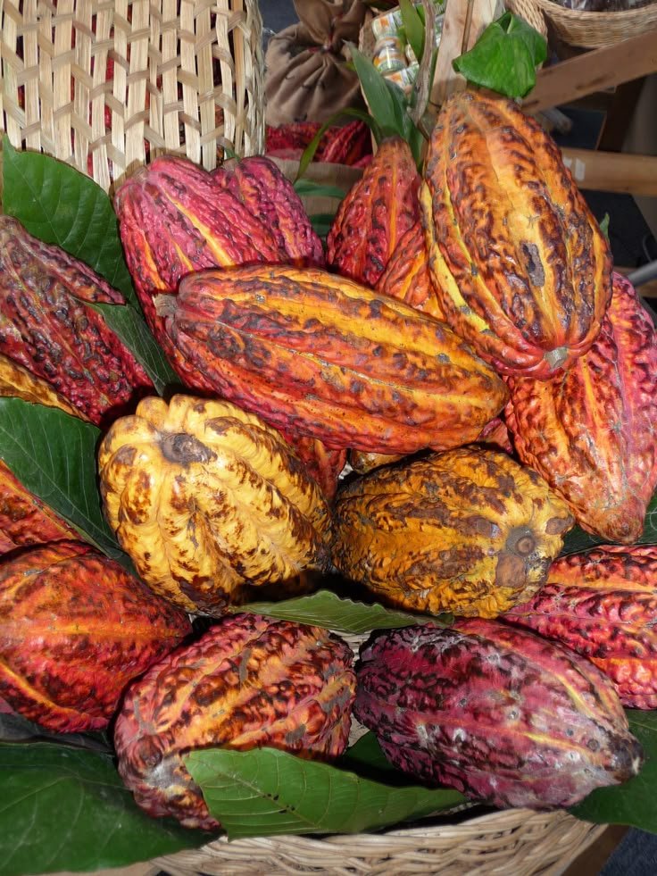 Cocoa