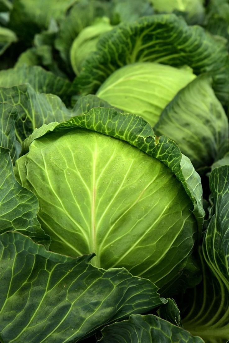 Cabbage