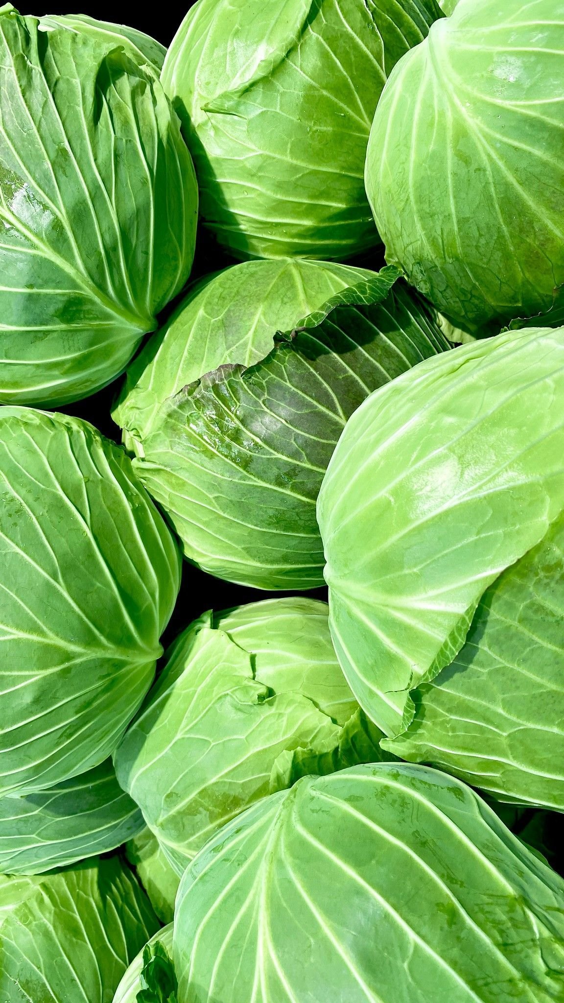 Cabbage